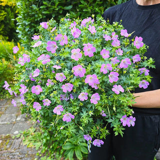 Frivolius Lilac Geranium