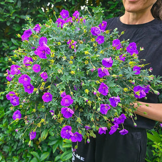 Frivolius Purple Geranium