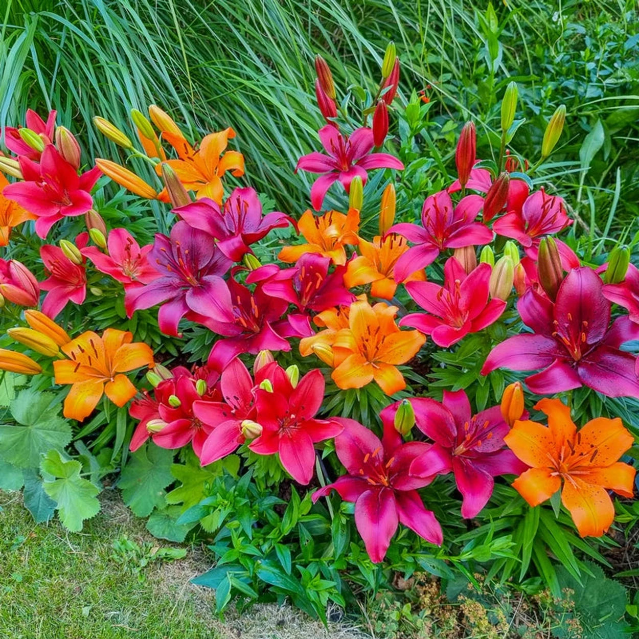 white carpet border lily Fiery Temper Carpet Border Lily™ Mixture – Breck's