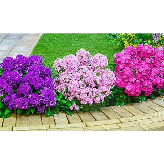 Bambini® Reblooming Dwarf Phlox Collection