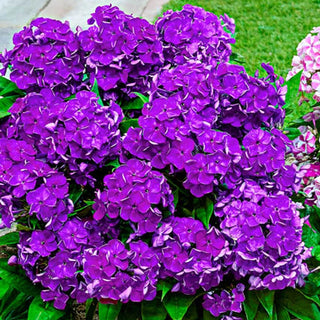 Bambini® Reblooming Dwarf Phlox Collection