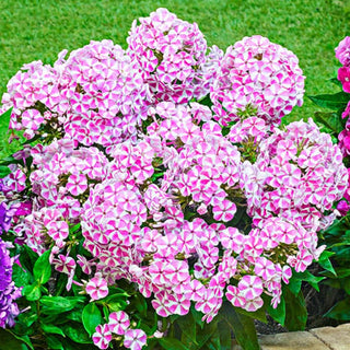 Bambini® Reblooming Dwarf Phlox Collection
