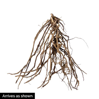 Bambini® Reblooming Dwarf Phlox Collection