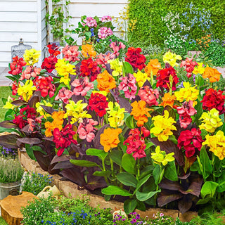 Dwarf Canna Mixture