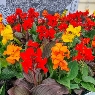 Dwarf Canna Mixture