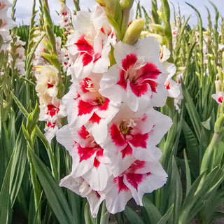 Frosted Fire Border Gladiolus