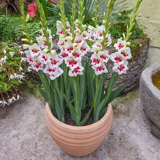 Frosted Fire Border Gladiolus