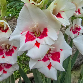 Frosted Fire Border Gladiolus