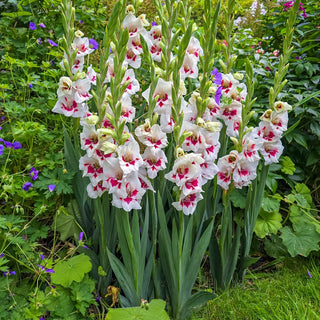 Frosted Fire Border Gladiolus