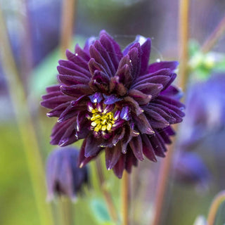 Black Barlow Columbine