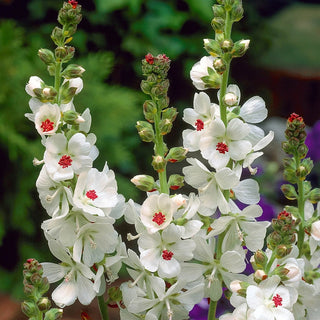 Candida Bianca Hollyhock