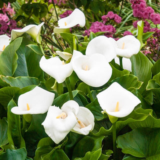 Aethiopica Calla Lily