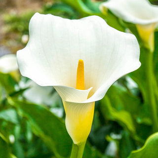 Aethiopica Calla Lily