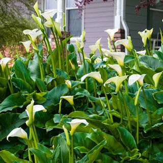 Aethiopica Calla Lily
