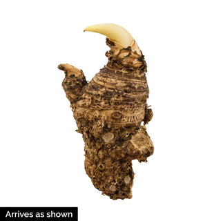 Aethiopica Calla Lily