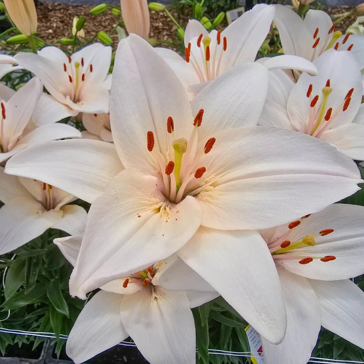 brecks asiatic lilies Coral County Lily – Breck's