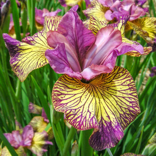 Juniper Leigh Siberian Iris