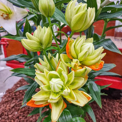 バルーンきんちゃく♡Lilly 他2点 Hulk Double Lily – Breck's