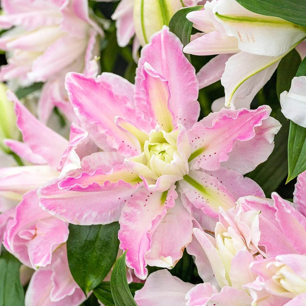 Sabor Lily – Breck's