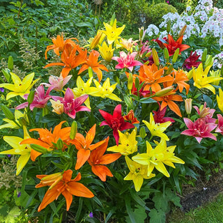 Double Asiatic Lily Mixture