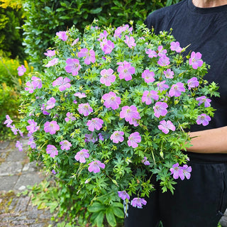 Frivolius Hardy Geranium Collection