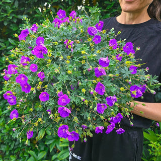 Frivolius Hardy Geranium Collection