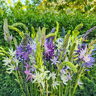 Indian Hyacinth Breeder's Mixture