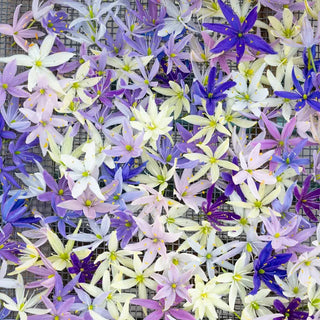 Indian Hyacinth Breeder's Mixture