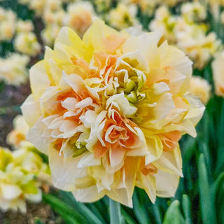Pom Pom Rose Daffodil