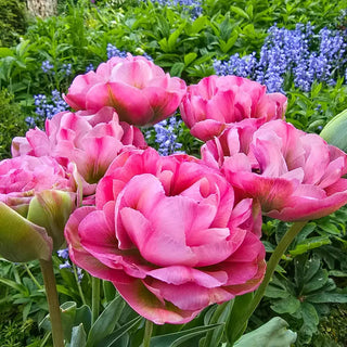 Emerald Blush Tulip
