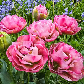 Emerald Blush Tulip