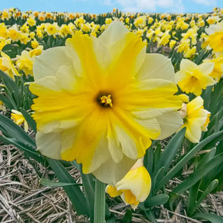 Golden Flutter Daffodil