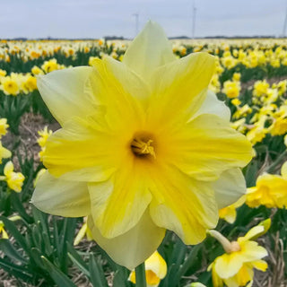 Golden Flutter Daffodil