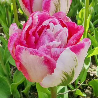 Marshmallow Tulip