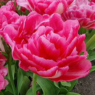 Marshmallow Tulip