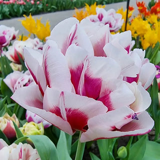 La Delicatesse Tulip