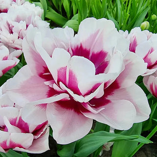 La Delicatesse Tulip