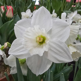 Arctic Power Daffodil