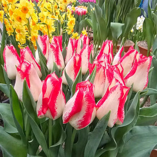 Nemo Tulip