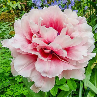 Love Whispers Tulip