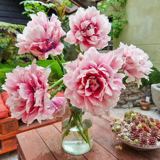 Love Whispers Tulip