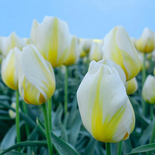 Lemon Chiffon Tulip