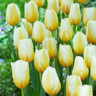 Lemon Chiffon Tulip