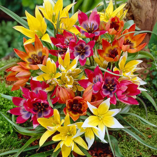 Species Tulip Mixture
