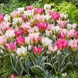 Blushing Flames Tulip Mixture