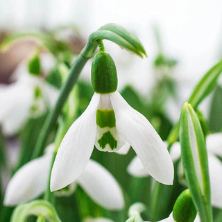 3 Months of Giant Snowdrops Collection