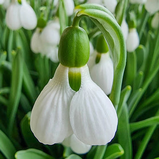 3 Months of Giant Snowdrops Collection