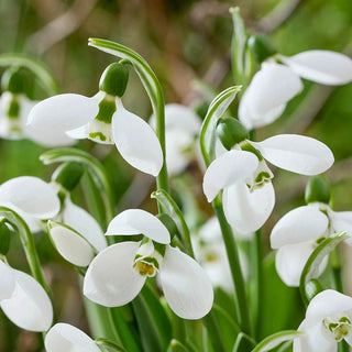 3 Months of Giant Snowdrops Collection