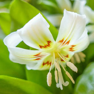 White Beauty Dog's Tooth Violet