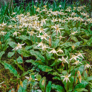 White Beauty Dog's Tooth Violet